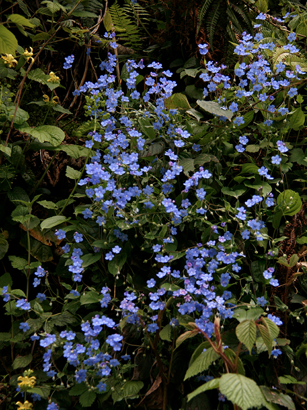 Little Blue Book - Omphalodes cappodocica