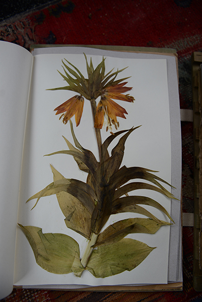Back to Sason - Fritillaria imperialis