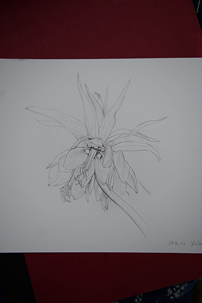 Sason’a Dönüş - Fritillaria imperialis