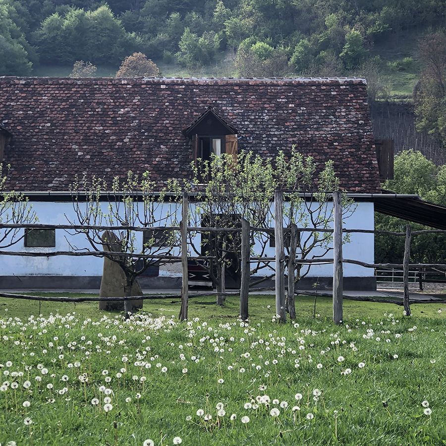 2020 Painting in the Wild Flower Meadows of Saxon Transylvania