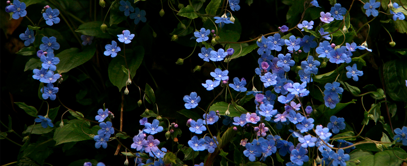 Little Blue Book - Omphalodes cappodocica