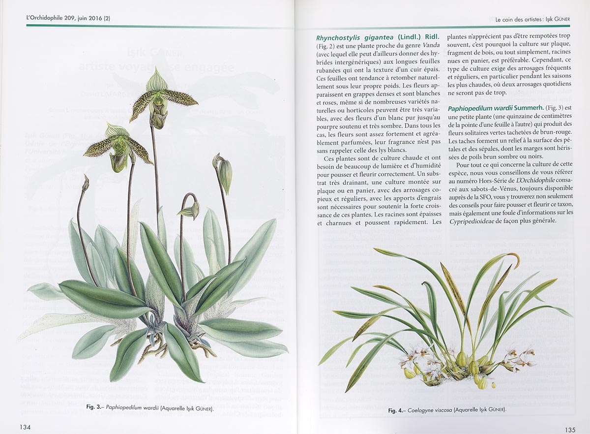 1L'Orchidophile (Vol 47(2))-David Lafarge/Nicole Bordes