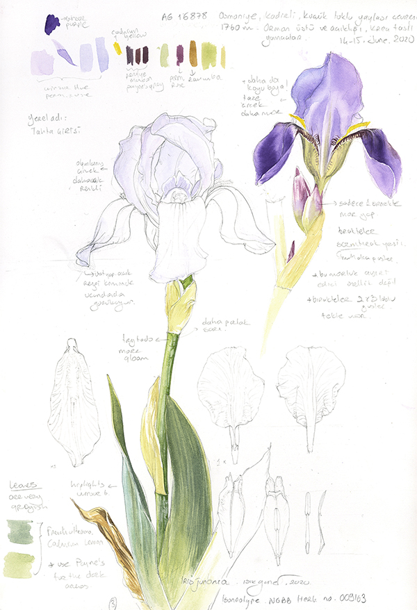 Sketch of Iris junonia