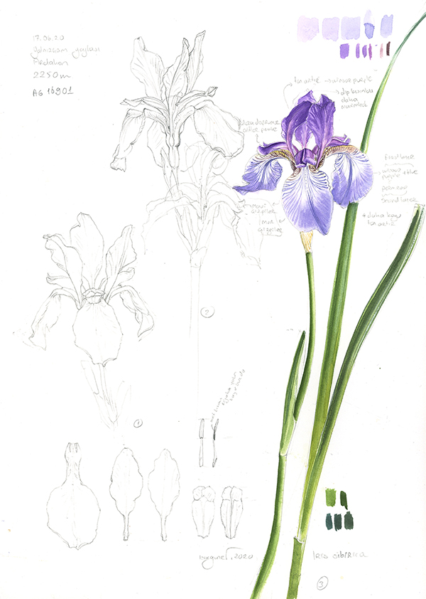 Sketch of Iris sibirica