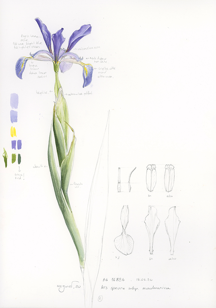 Iris spuria ssp musulmanica eskizi